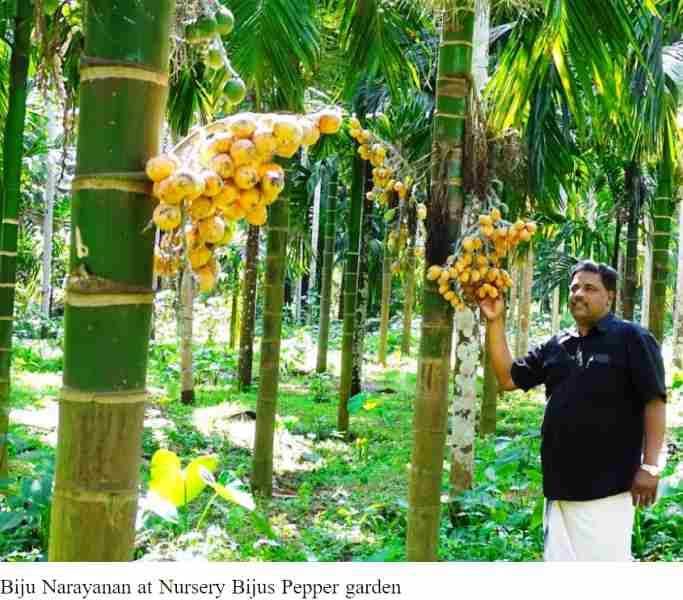 Biju Narayanan at Nursery Bijus Pepper Garden