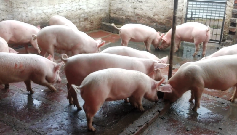 Online Pig Farming Training