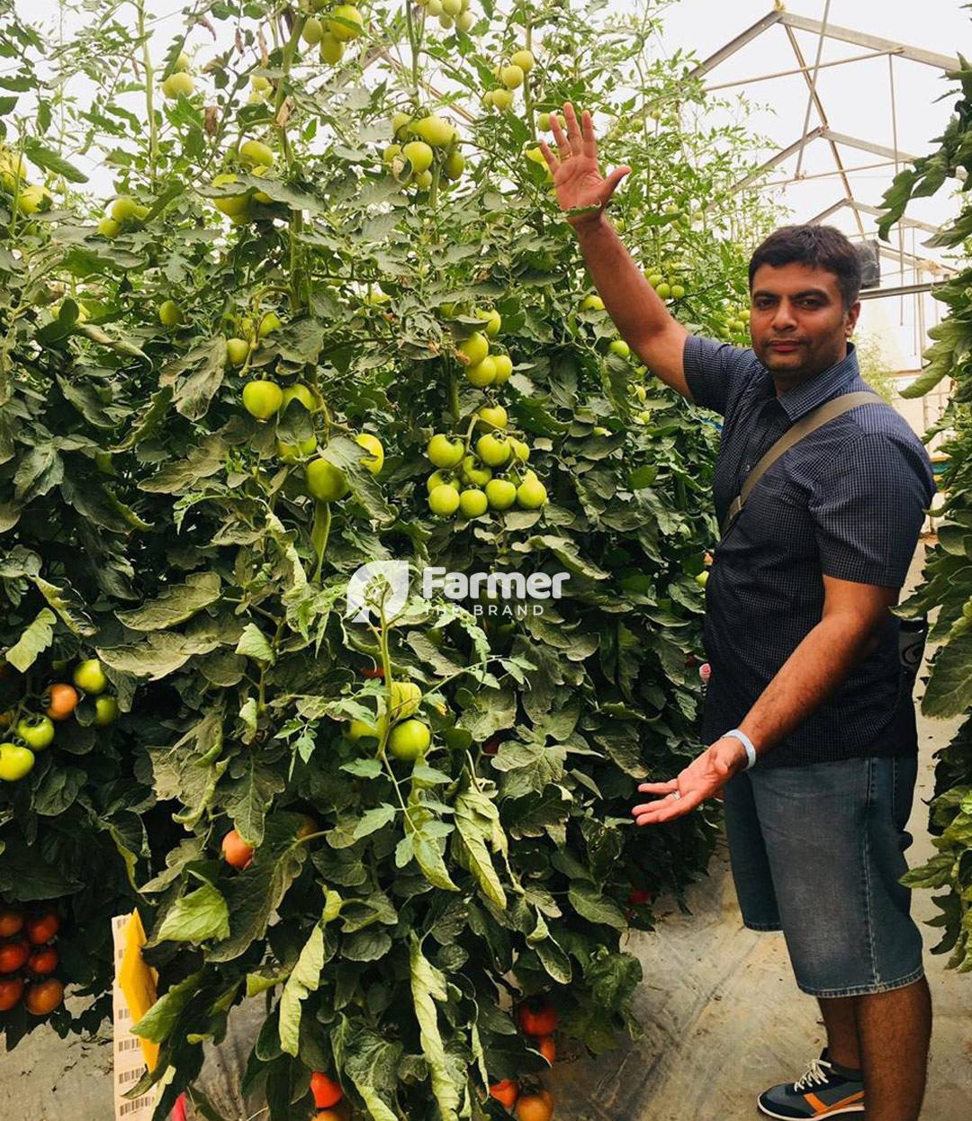 Yash Padhiyar on his Organic Tomato Farm