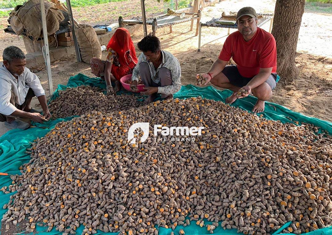 Yash Padhiyar Harvesting Organic Turmeric