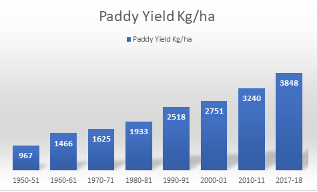 paddy