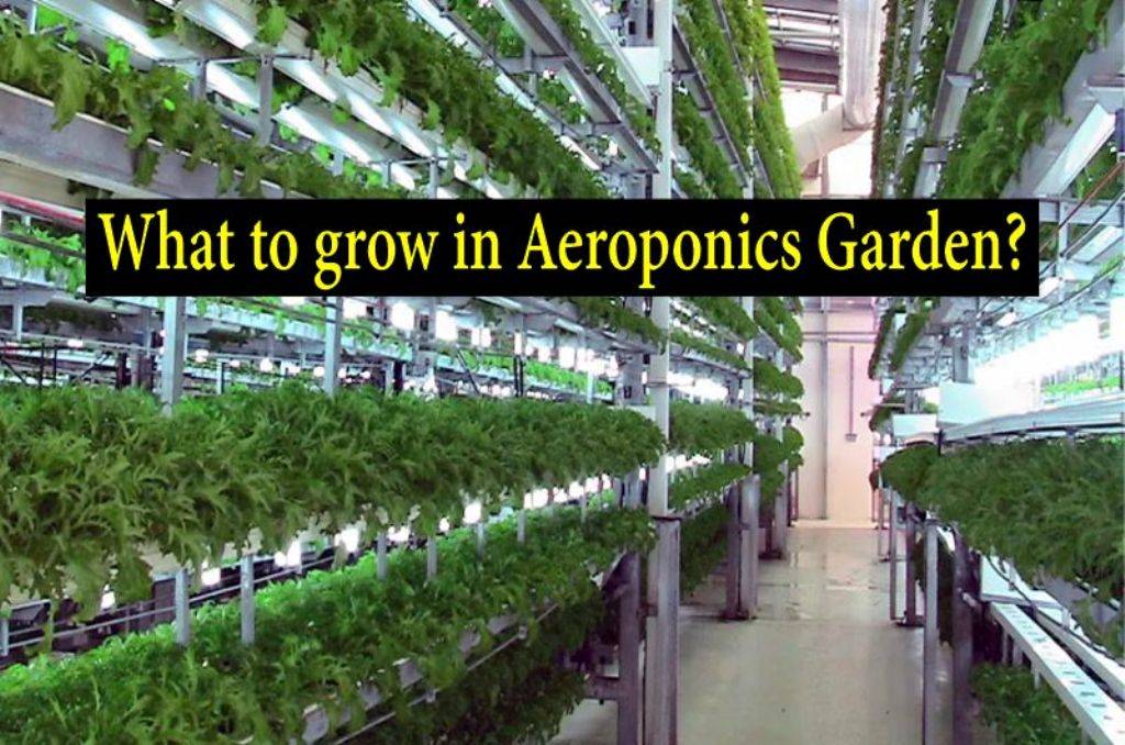 Know about all the plants that can be grown successfully in Aeroponics