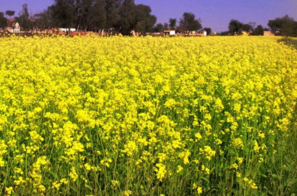 Mustard crop