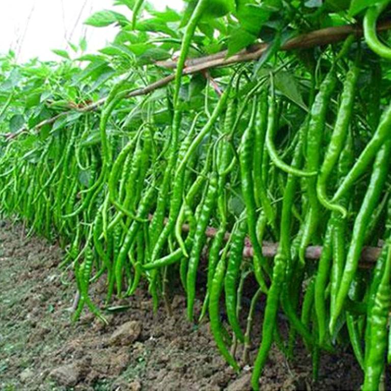 Chilli crop