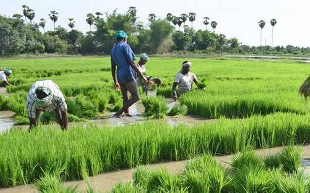 farmers