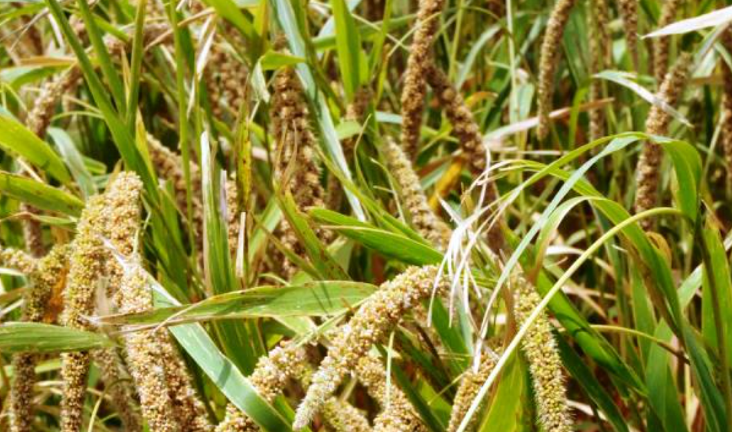 millet crop