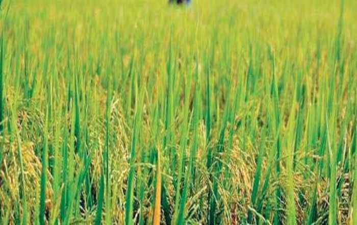 kharif crops