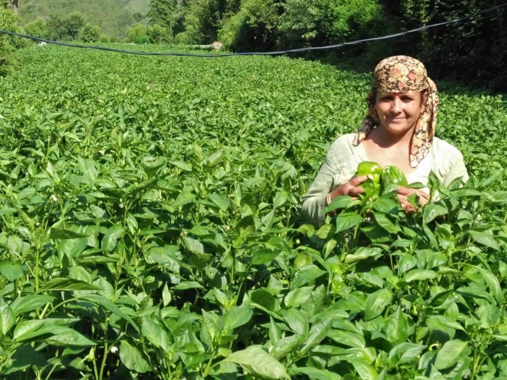 Bhopal Singh's wife in the field