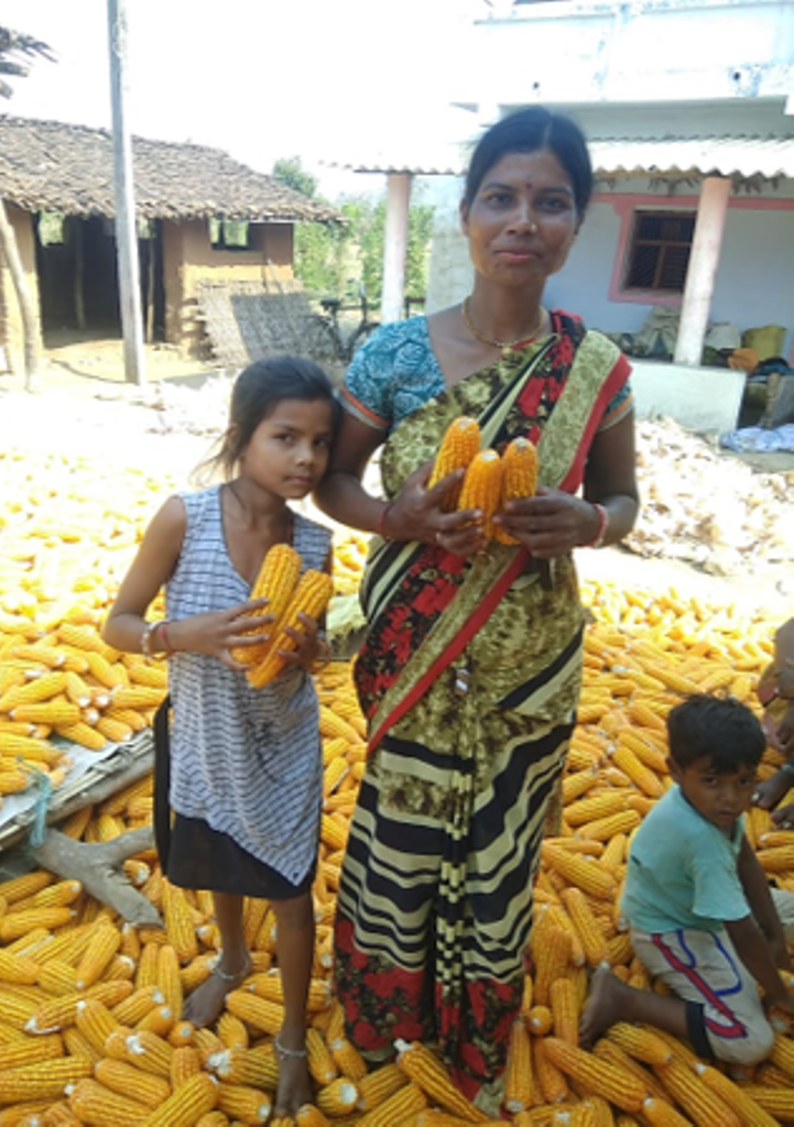 maize crop