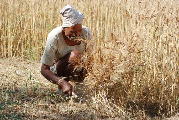 Wheat Farmer