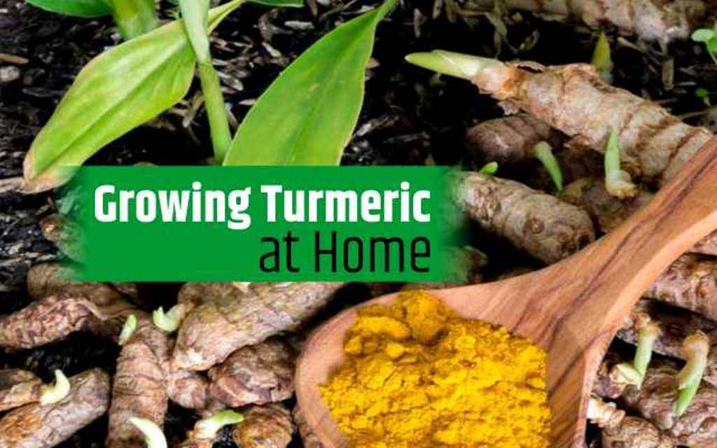 Know How To Grow Turmeric At Home