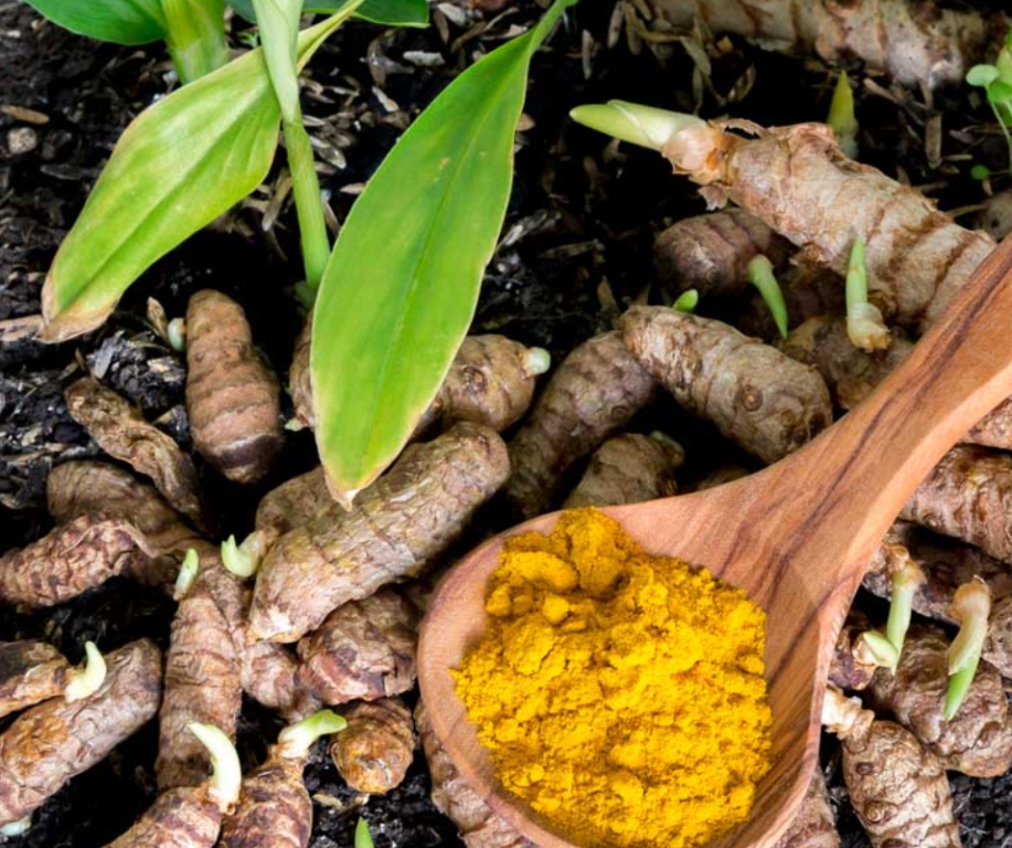 Know How to Grow Turmeric at Home