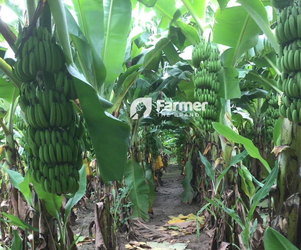 Organic Banana Farming  Chintan Shah