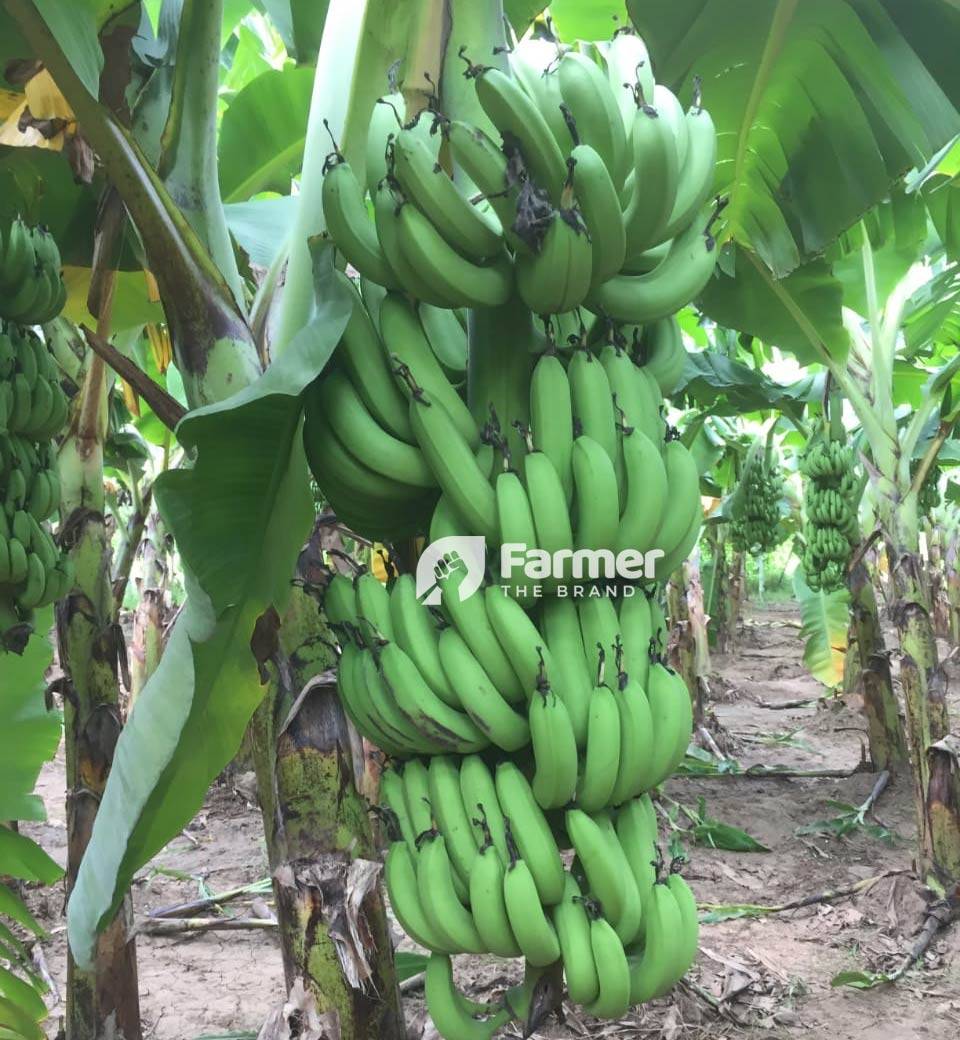 Organic Banana Farming