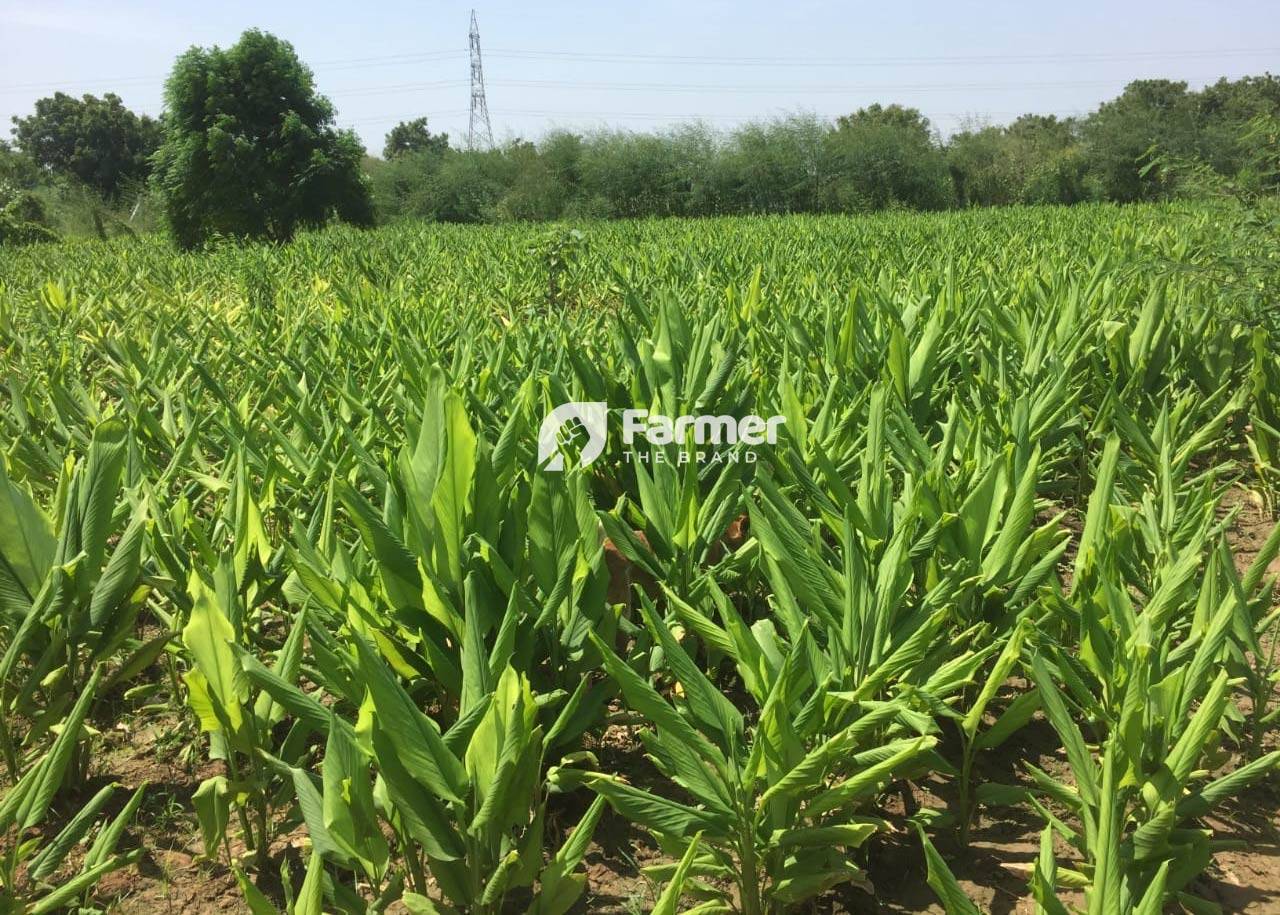 Organic Turmeric Farm