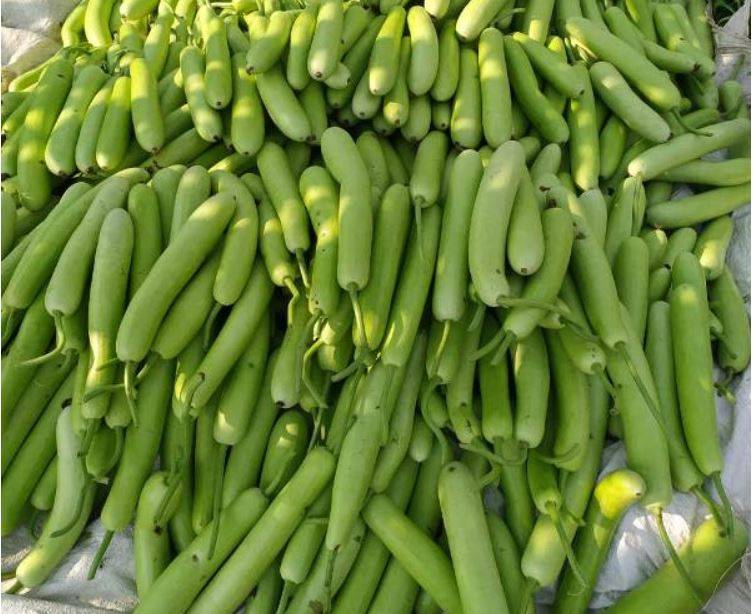 Successful gourd cultivation