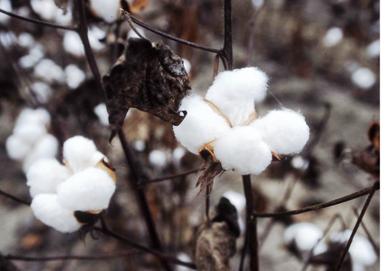 cotton