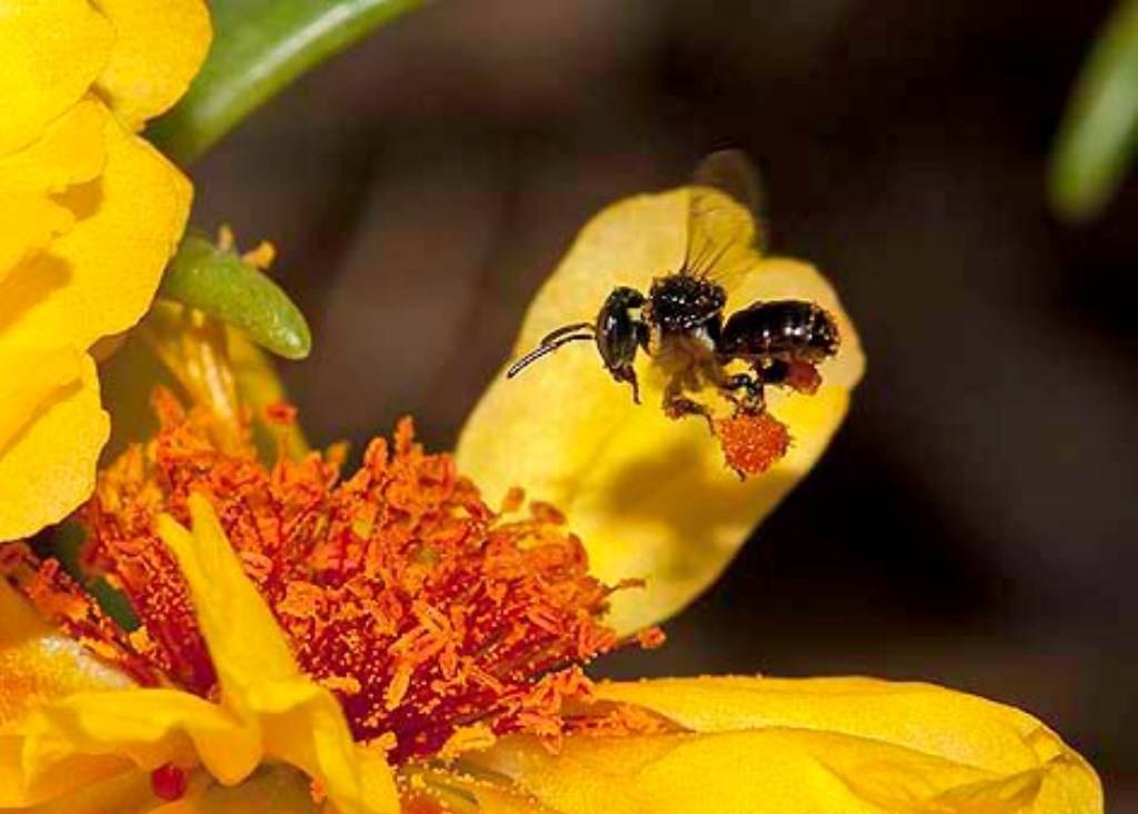 Stingless Bees