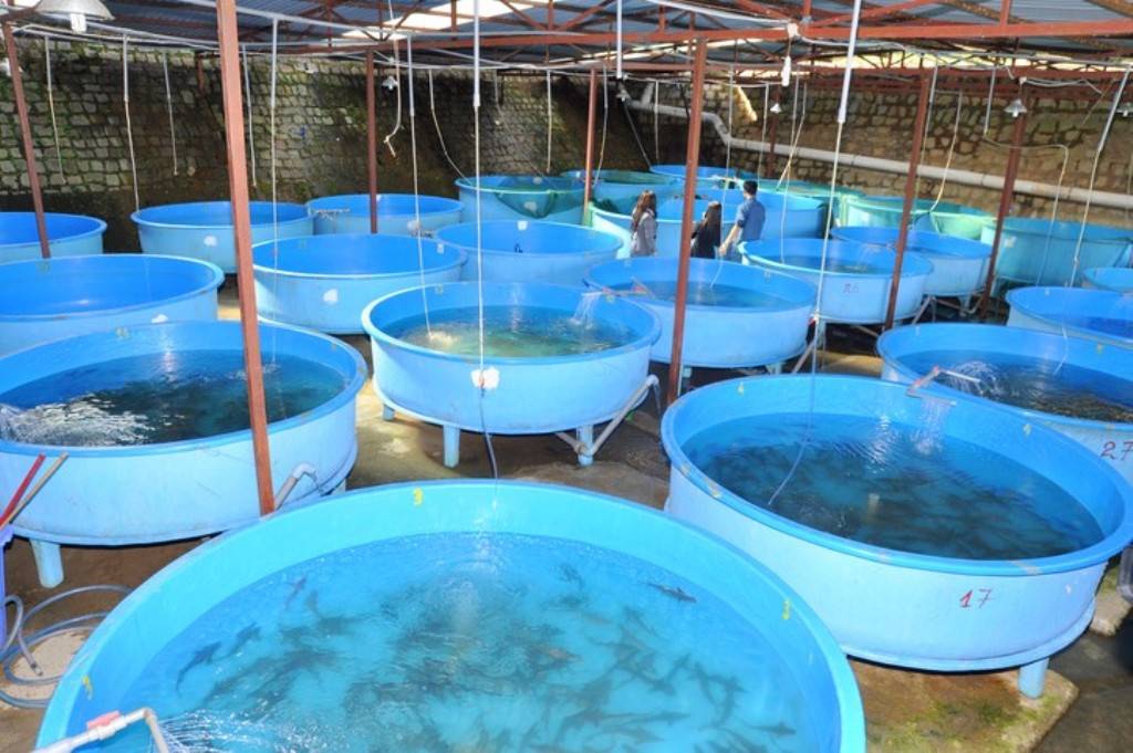 Fish Farming