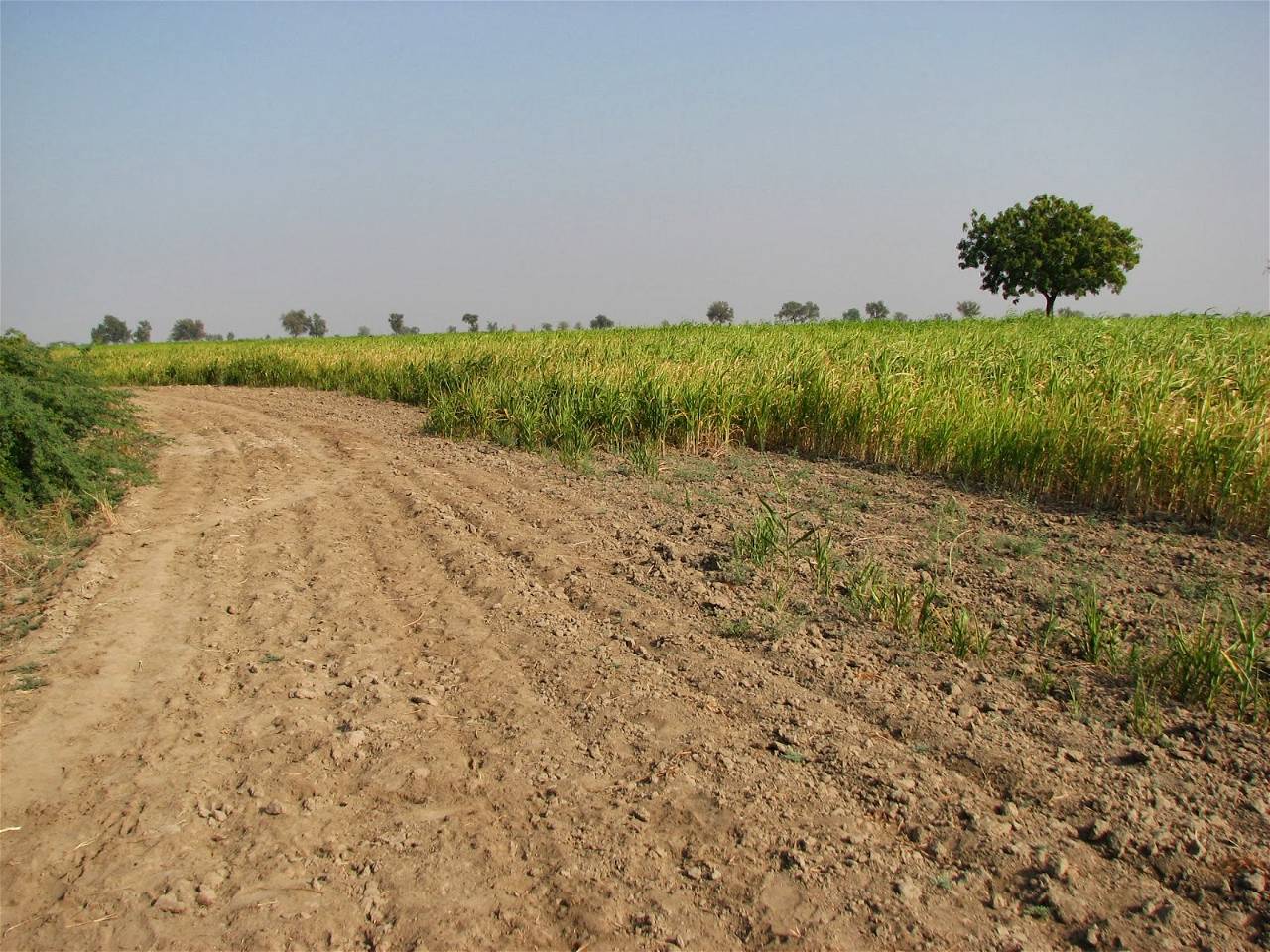 agri land