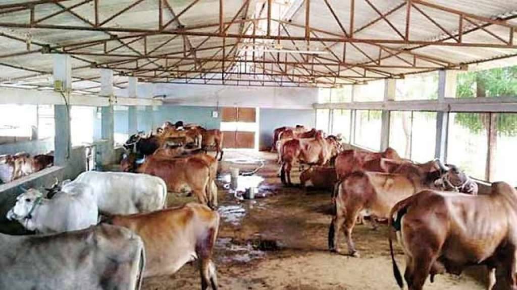 dairy farming business plan india in hindi
