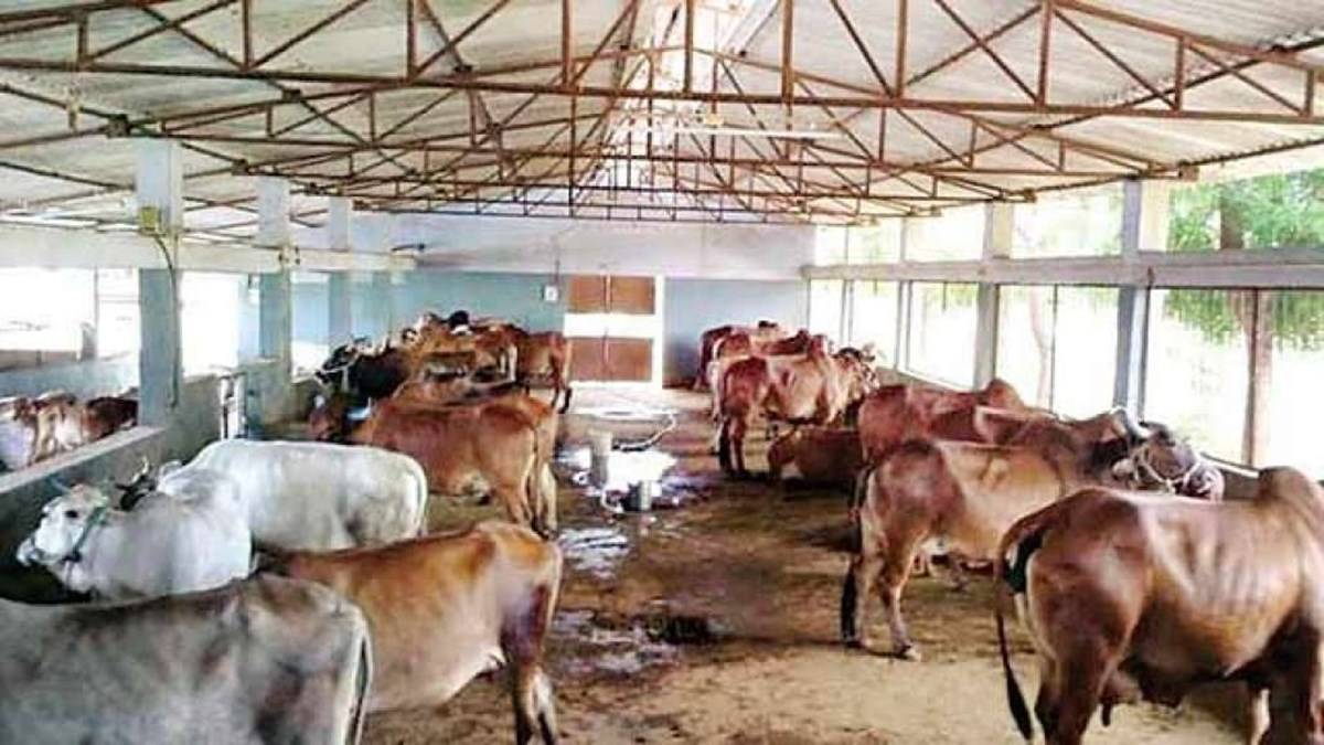 Dairy technologists mainly work for procuring milk from rural-based small dairy farmers or as supervisors in large dairies, monitoring the procurement and collection process.