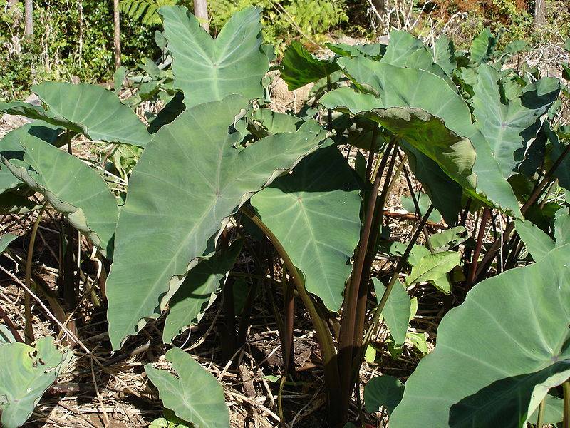 Colocasia Plant Cultivation