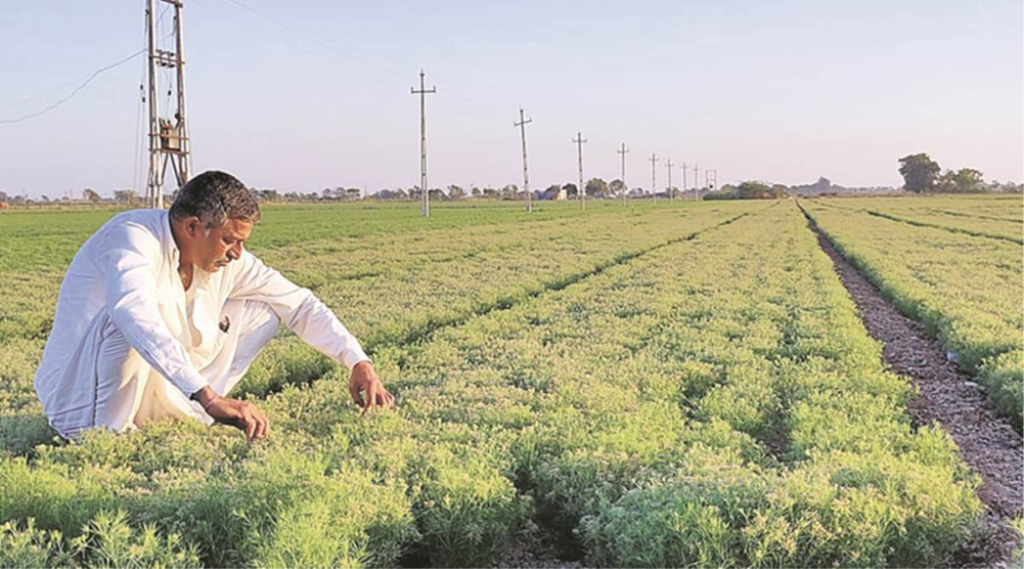 Rabi Crop Cultivation