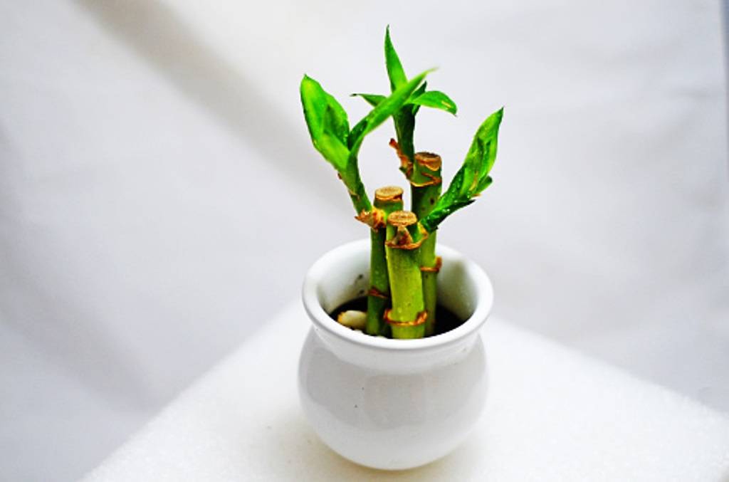 Lucky Bamboo