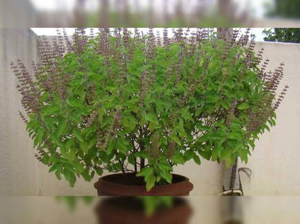 Holy Basil plant