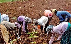 Tuber crop farming