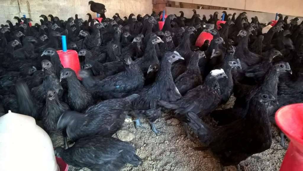 Kadaknath Chicken Farming Best Breeds Feeding And House Management And Complete Business Plan 