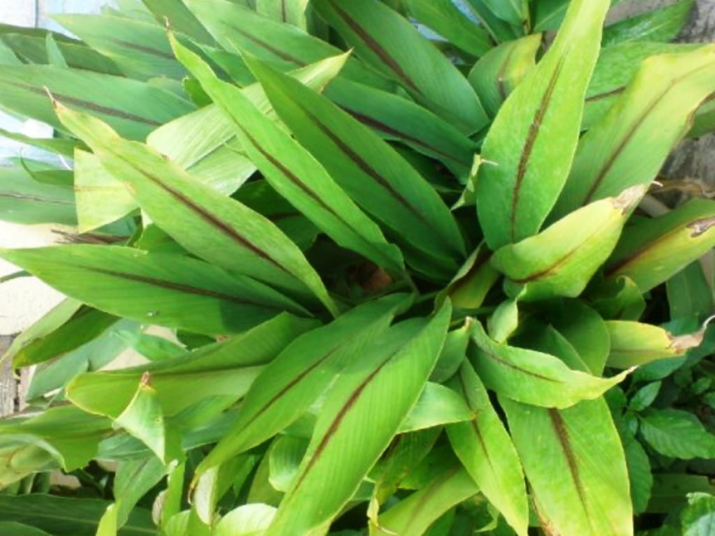 Black turmeric plant