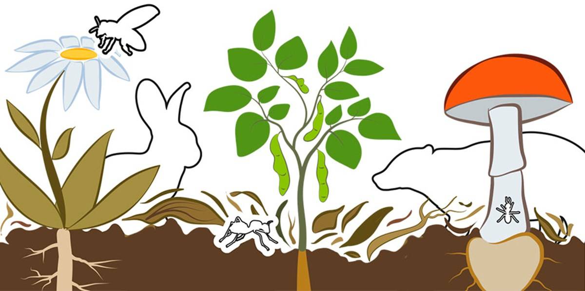 World Soil Day 2020: Let’s Together Keep Our Soil Alive & Protect Soil Biodiversity , Image Credit: Food and Agriculture Organization of the United Nations (fao.org)