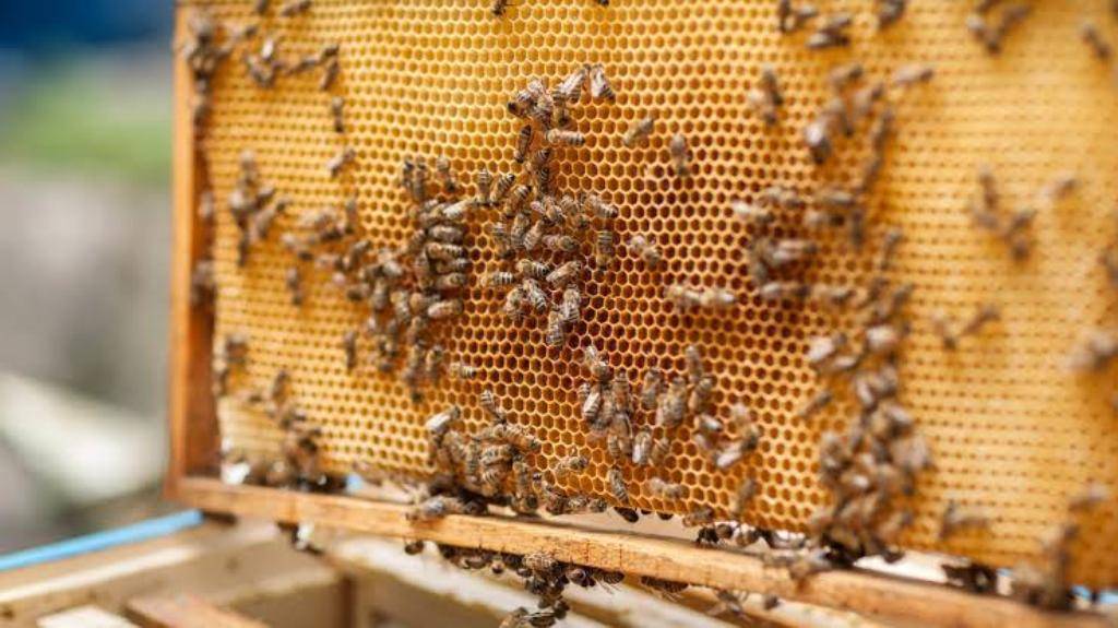 Beekeeping in India