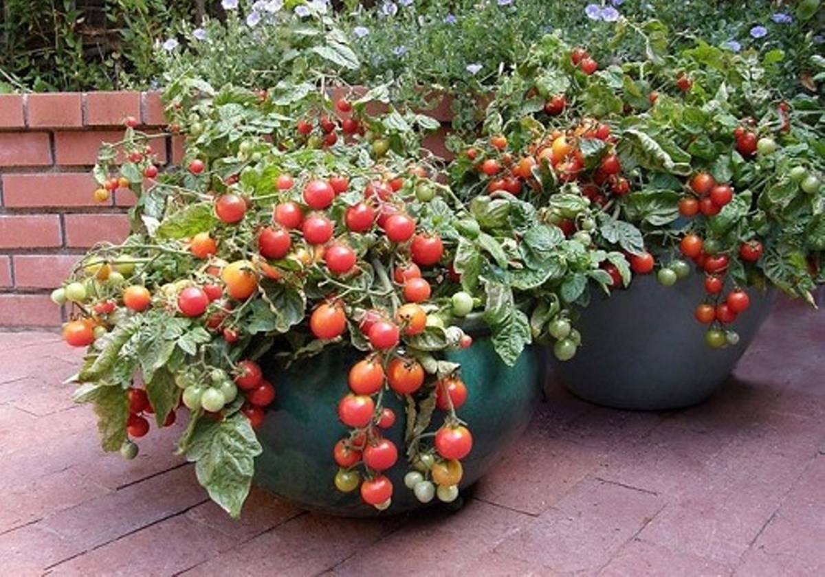 Tomato Farming at Terrace