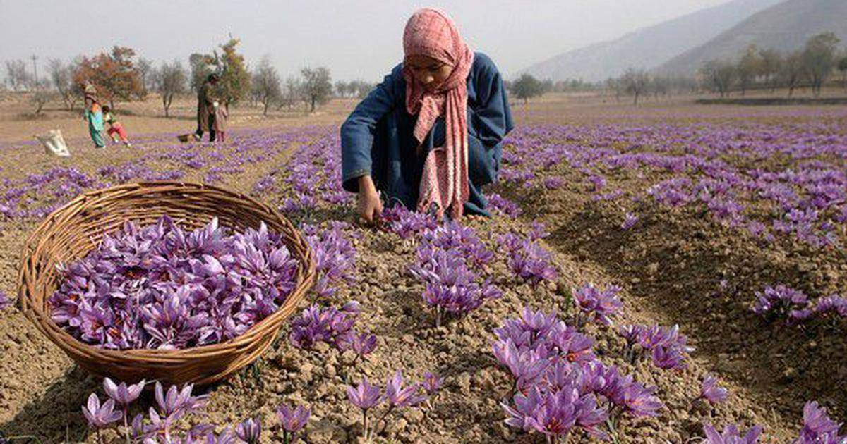 J&K launches Kashmiri Saffron in the UAE market