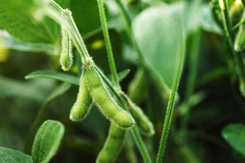 Know about Swarna Vasundhara: An improved variety of vegetable soybean ...