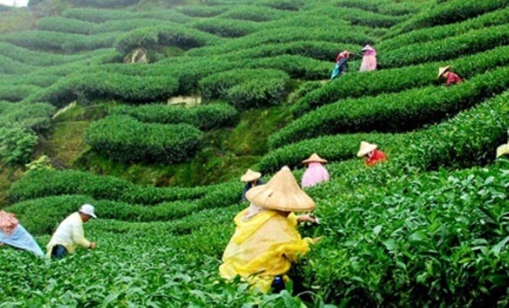 Coronavirus pandemic brings down India’s Tea Output