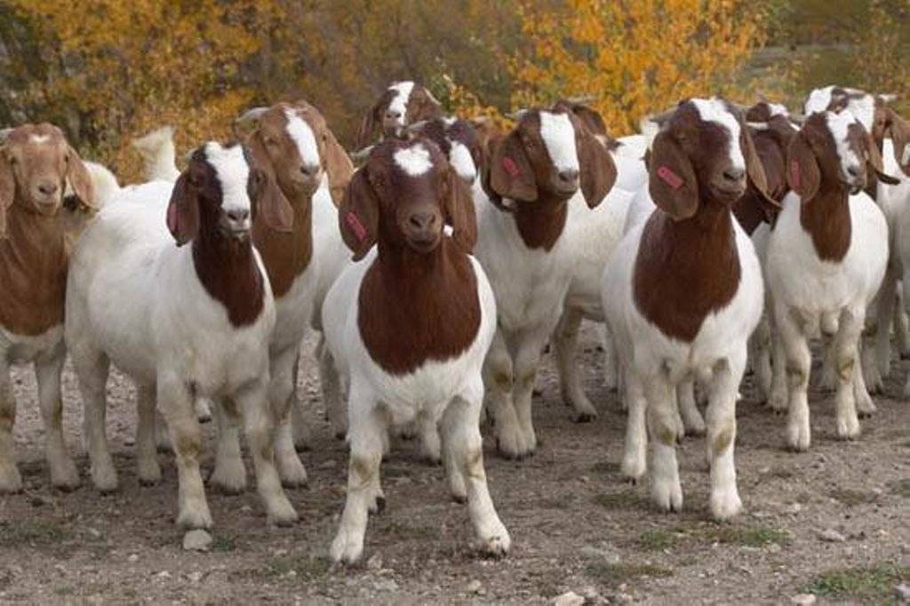 goat rearing