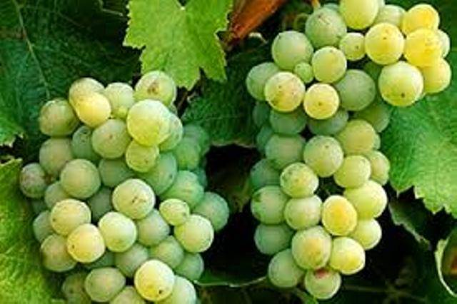 Grape Hybrid-Pusa Swarnika