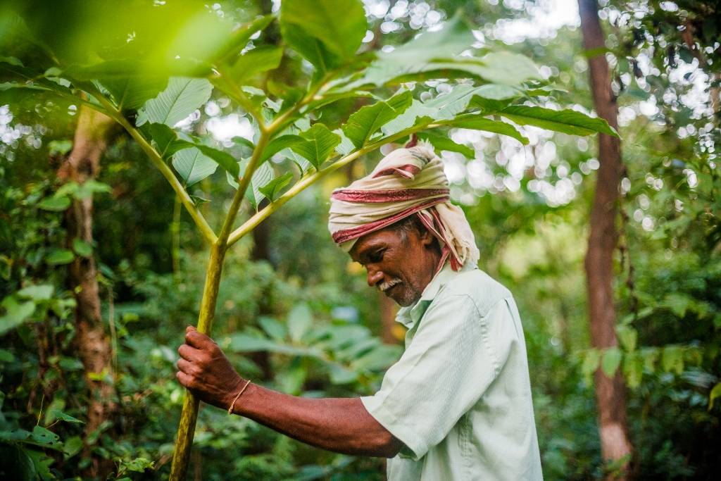 Mahadu Bua holding an edible forest  plant of 'lot' (a wild yam), found abundantly at Vanvadi