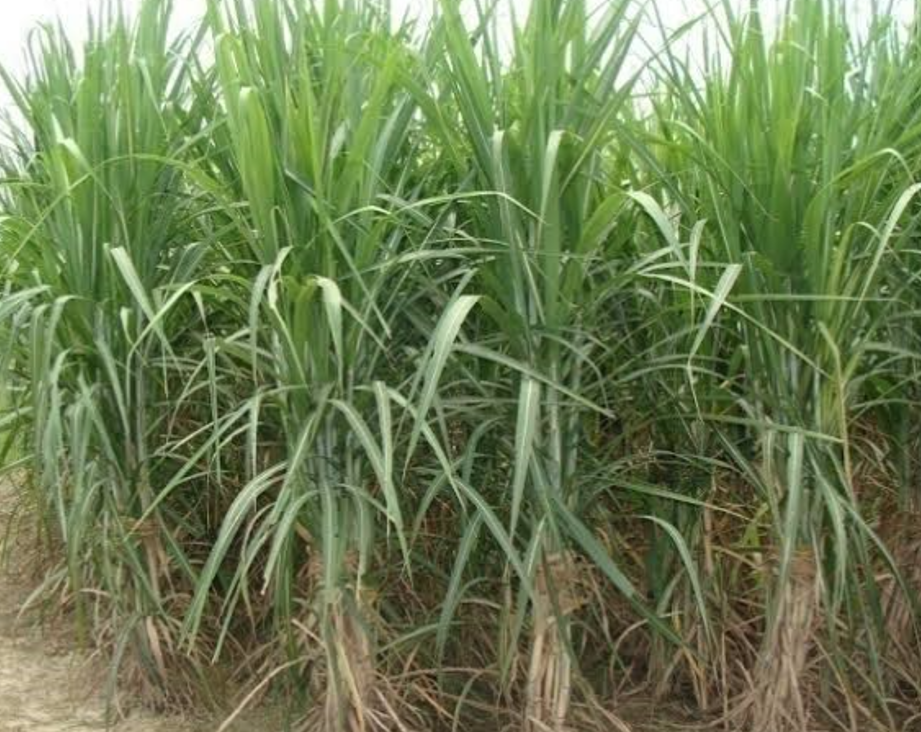 Sugarcane variety