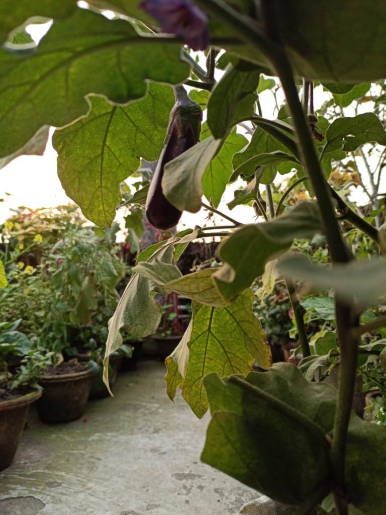 Vegetable Garden