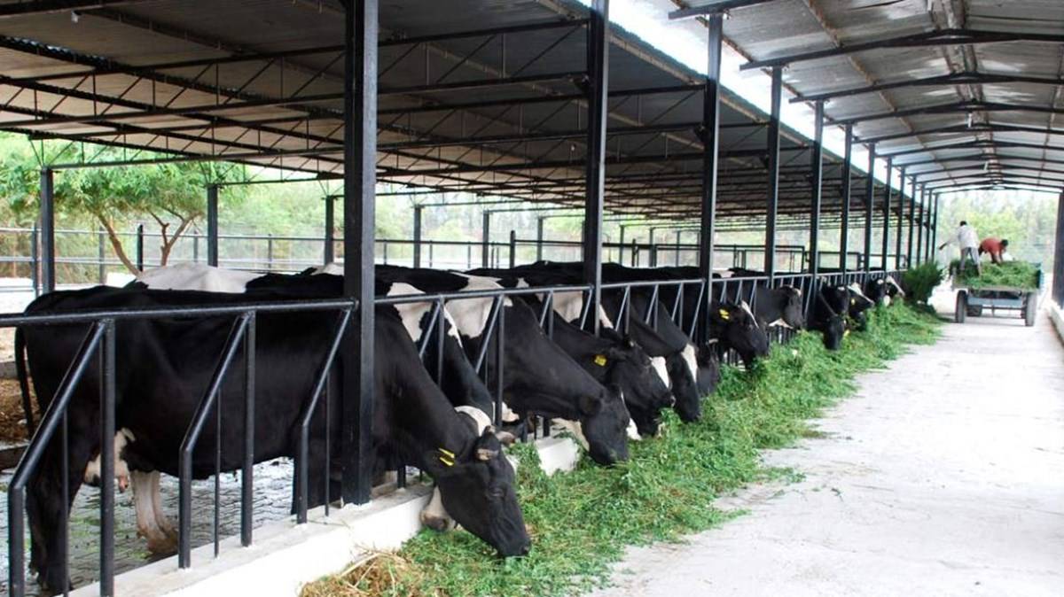 Cattle Rearing in India