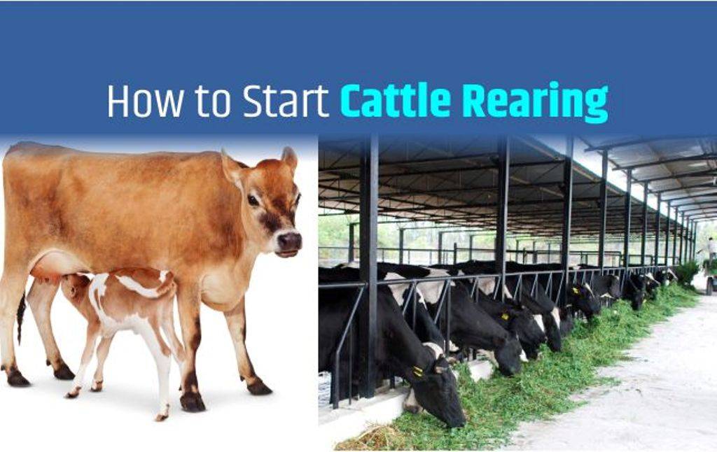 cow rearing business plan