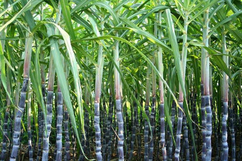 Sugarcane in India