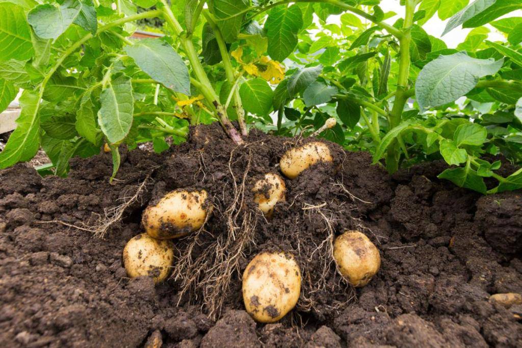 Potato crop