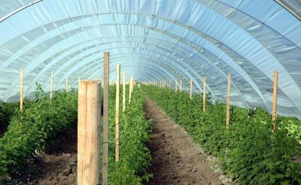 The Future of Polyhouse Farming: Emerging Trends and Innovations