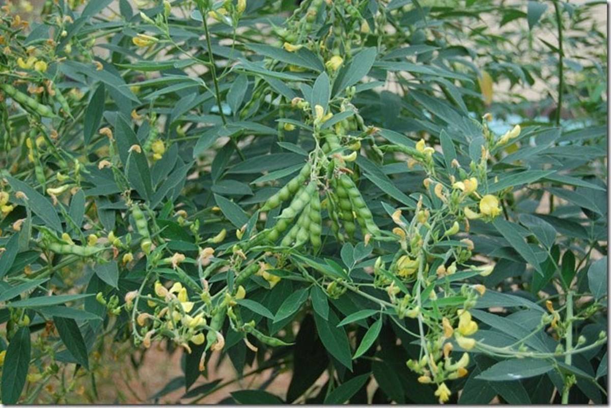 cultivation-methods-of-nutrient-rich-pigeon-pea-toor-dal